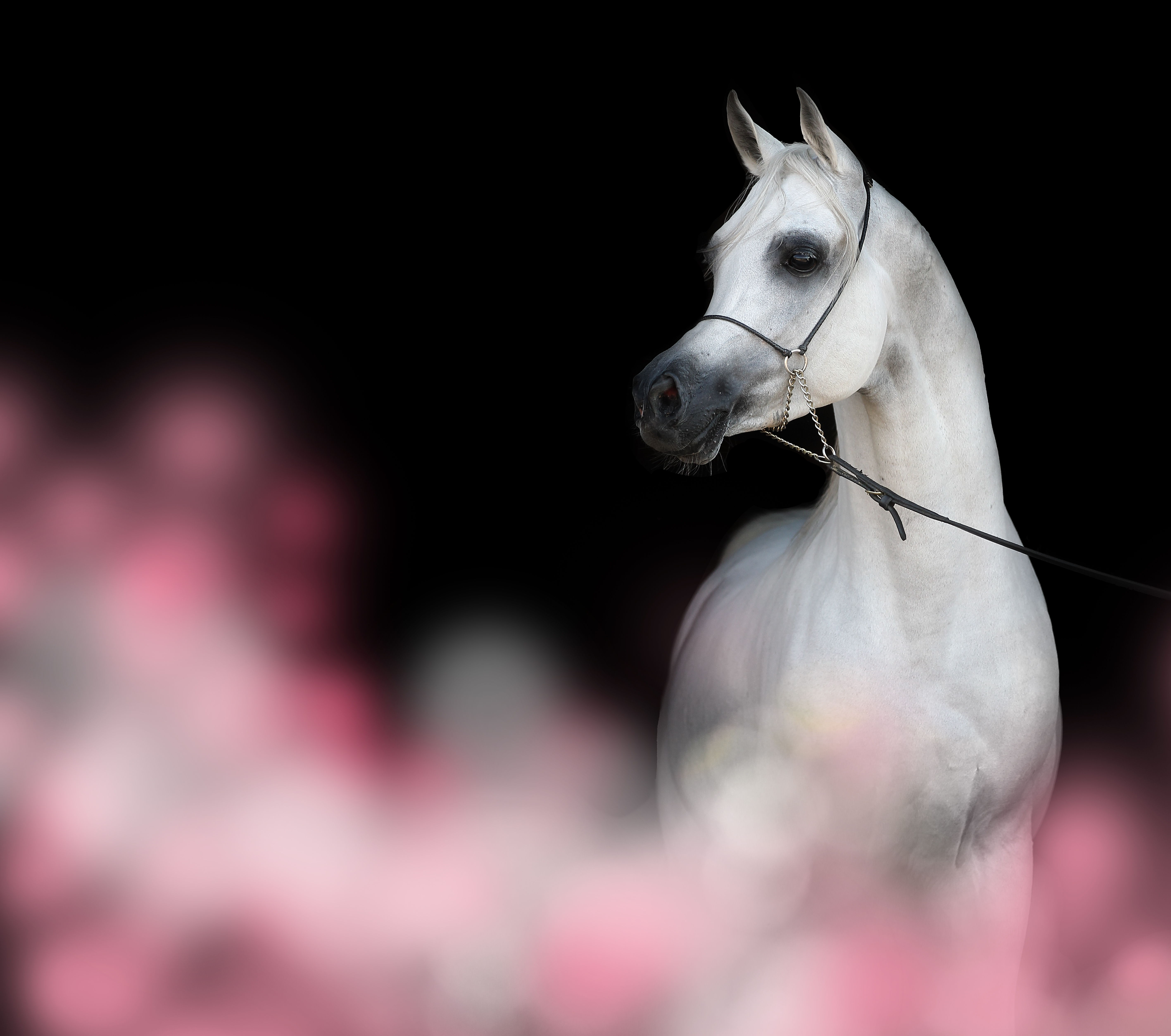 Ai Generated Arabian Horse Foundation