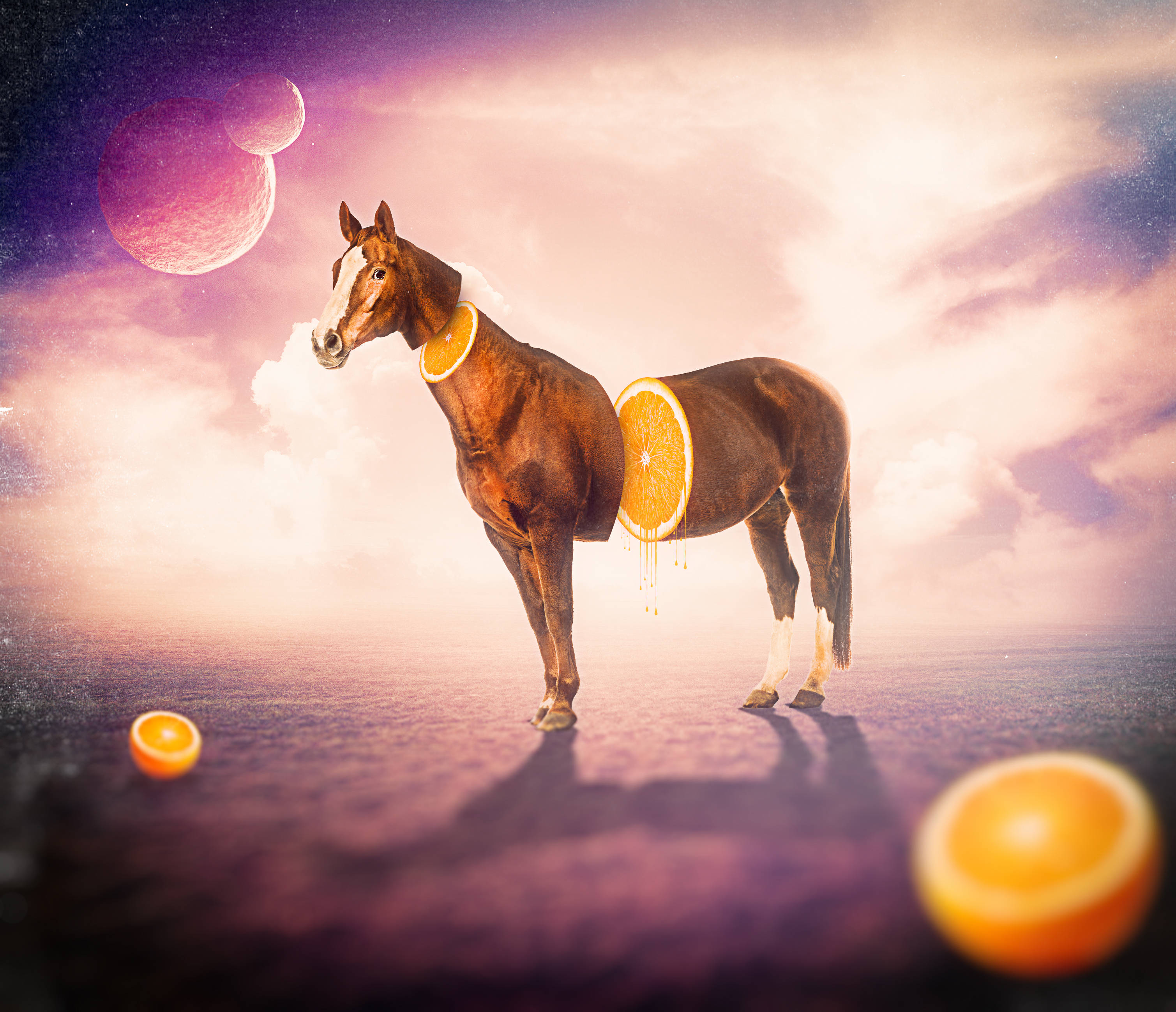 ORANGE HORSE Foundation