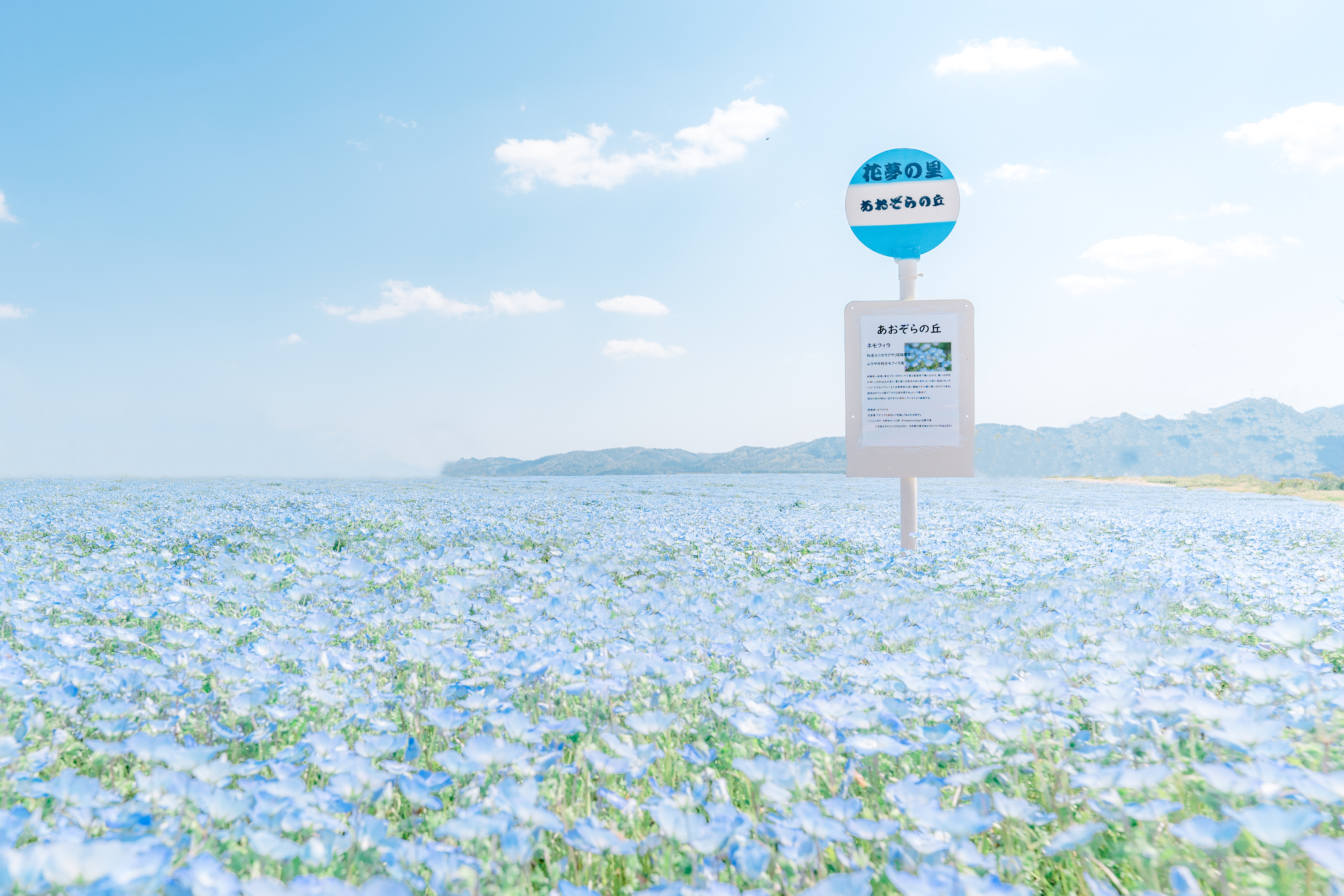 The Blue World Of Nemophila Foundation