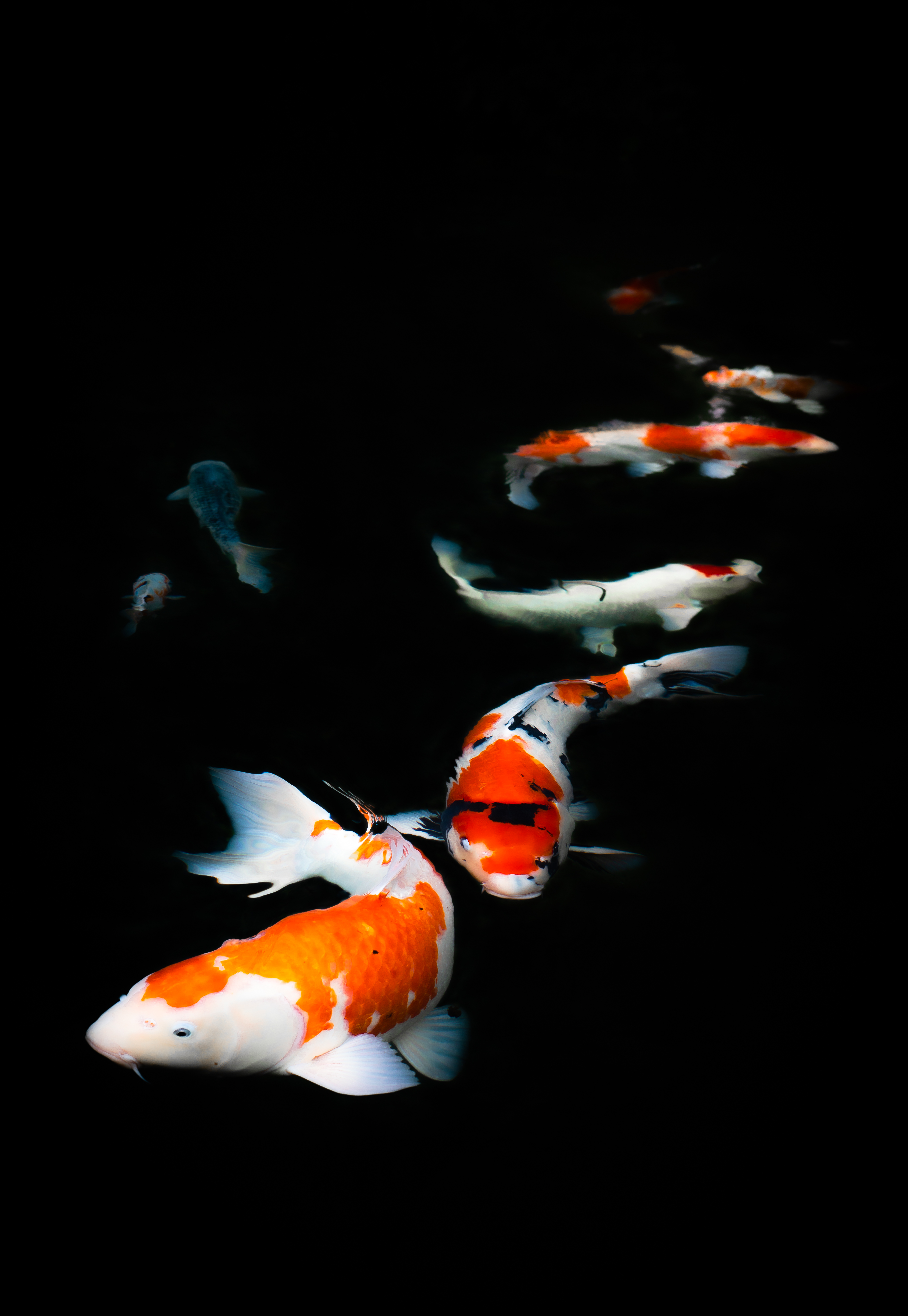 Nishikigoi 錦鯉 Foundation